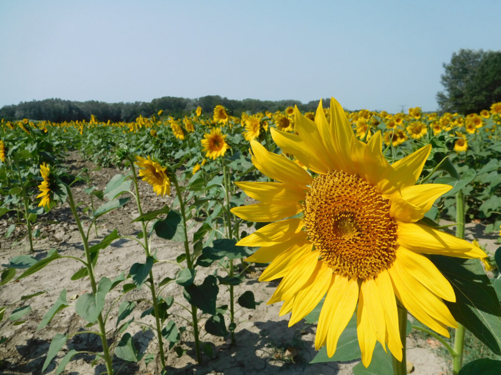 Girasoli
